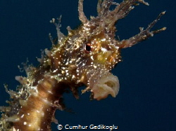 Hippocampus guttulatus
SELF CONFIDENCE by Cumhur Gedikoglu 